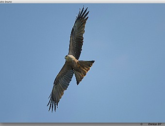 Animali 070
